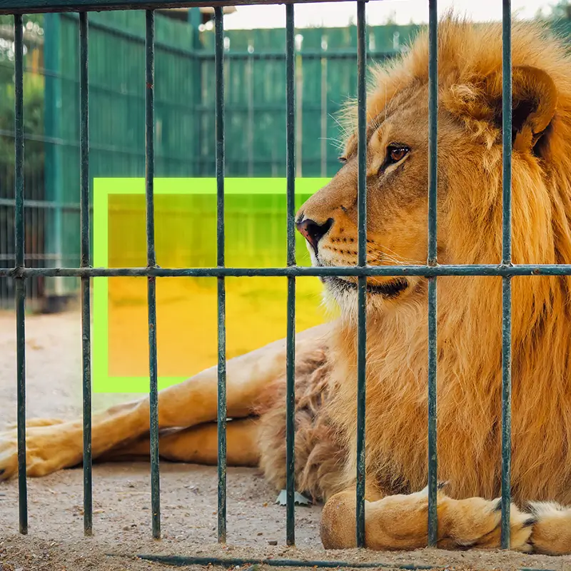 Meditative Story: Unleash your inner lion, with Jen Hatmaker